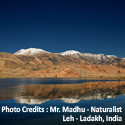 Birding and Wildlife, Leh - Ladakh, India